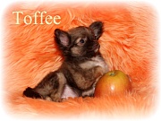 Chihuahua Welpen - Toffee