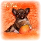 Chihuahua Welpen - Toffee